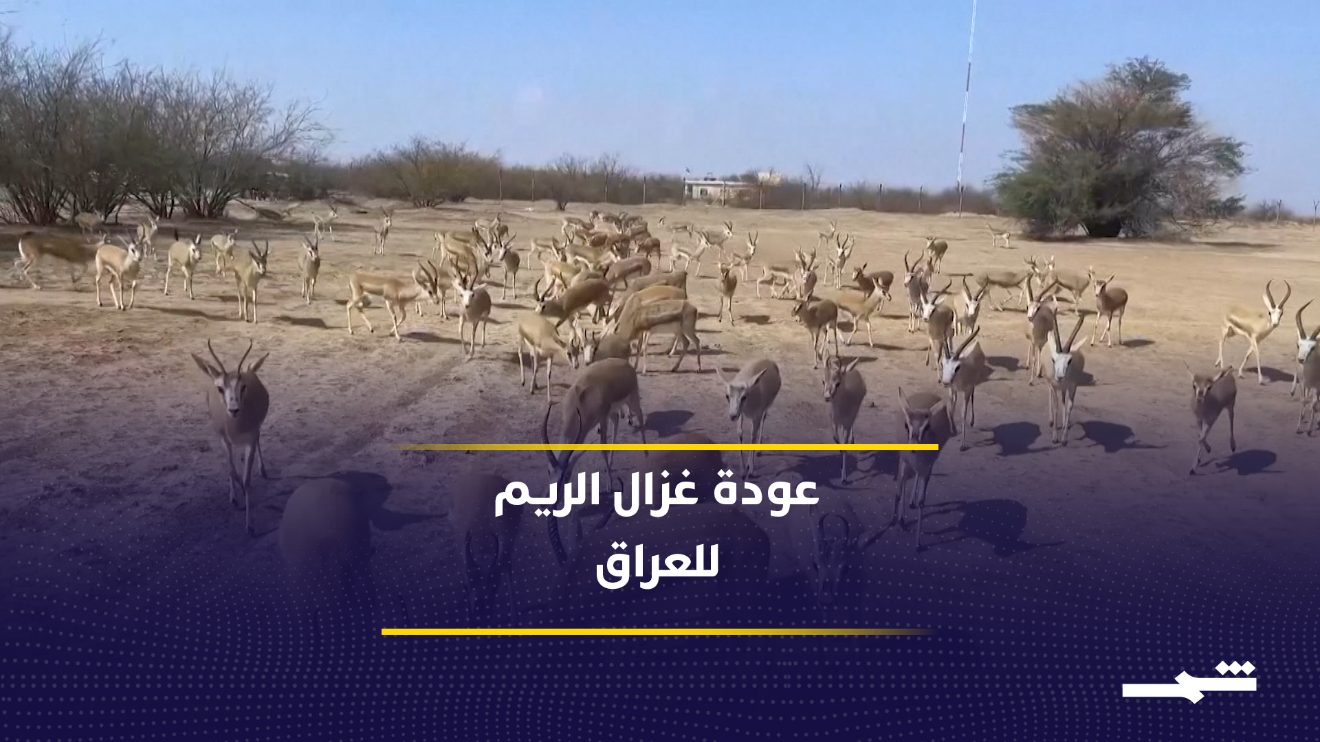 غزال الريم يعود إلى أهوار العراق بعد عقود2026-06-16